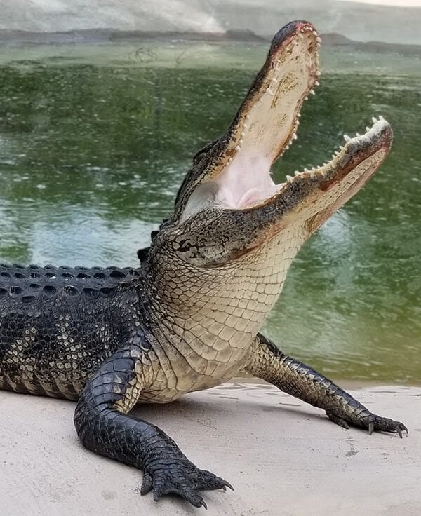 GatorWorld Parks of Florida drivethrough wildlife attraction debuts