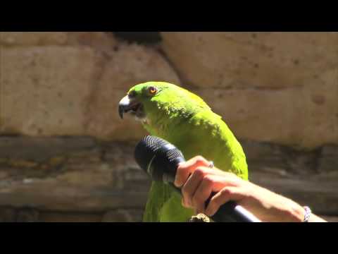 Meet Groucho, the singing parrot at Disney&#039;s Animal Kingdom