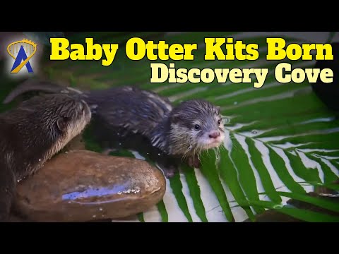 First Otter Kits Are Born At Discovery Cove