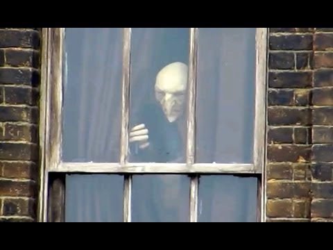 Kreacher the House Elf peeks out of the window and more Wizarding World Diagon Alley Updates