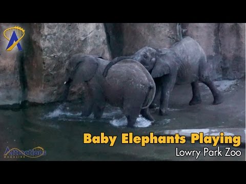 Cute Baby Elephant Sisters Swim and Play in the Water at Lowry Park Zoo