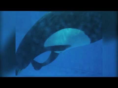 Baby killer whale born at SeaWorld Orlando - A new Shamu!