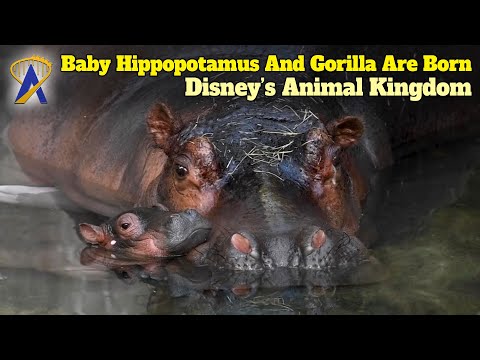 Baby Gorilla And Hippopotamus Born At Disney&#039;s Animal Kingdom Park