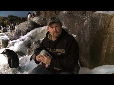 Larry the Cable Guy visits Penguin Encounter at SeaWorld Orlando