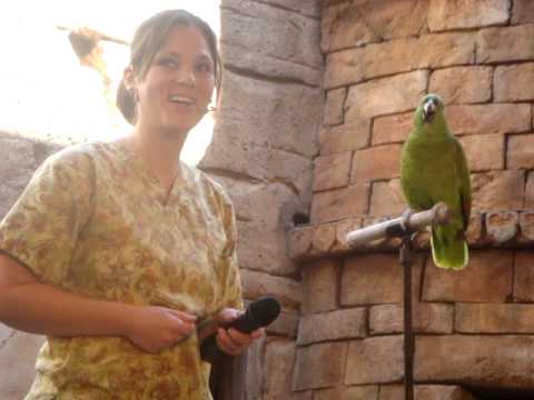 Groucho, the Yellow-Naped Amazon parrot @ Flights of Wonder Disney&#039;s Animal Kingdom