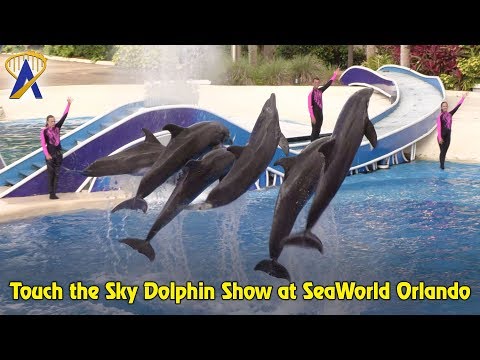 Touch the Sky Dolphin Show at SeaWorld Orlando