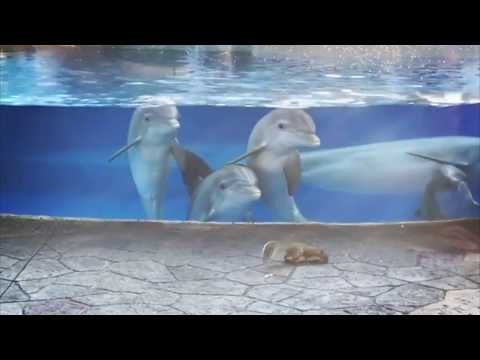 Cute Dolphins Check Out Squirrels at Seaworld Orlando Dolphin Nursery
