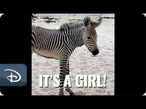 Disney’s Animal Kingdom Welcomes Zebra Foal