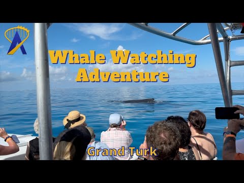 Whale Watching Excursion in Grand Turk