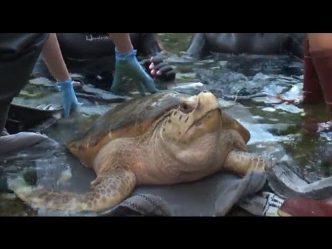 Two female loggerhead sea turtles get permanent home at SeaWorld Orlando