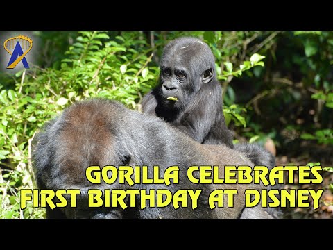 Gorilla Celebrates First Birthday at Disney’s Animal Kingdom