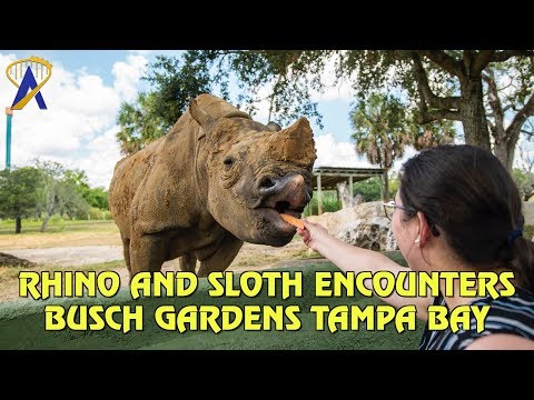 Rhino and Sloth Animal Encounters at Busch Gardens Tampa Bay