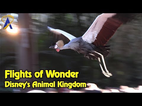 Flights of Wonder - Full Show at Disney&#039;s Animal Kingdom