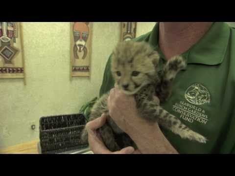 Baby cheetah cub to become part of Busch Gardens&#039; Cheetah Run attraction