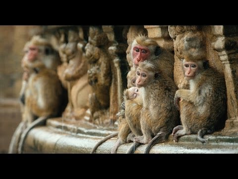 Disneynature&#039;s Monkey Kingdom - Official Trailer