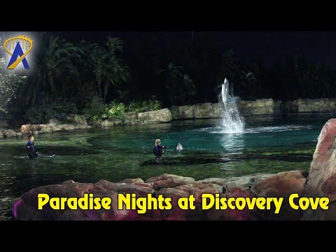 Paradise Nights Dolphin &amp; Dinner at Discovery Cove