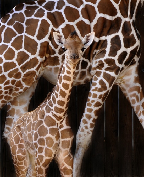 Fourth baby giraffe born at Animal Kingdom this year (pic) - Attractions  Magazine