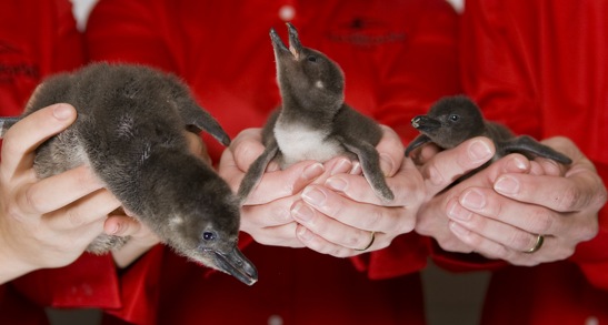 seaworld-penguin-chicks.jpg