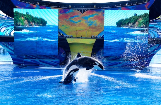 'One Ocean', SeaWorld's new killer whale show make its debut ...