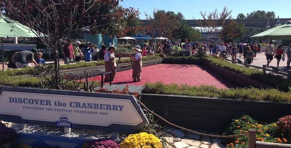Cranberry bog at Epcot Food and Wine festival