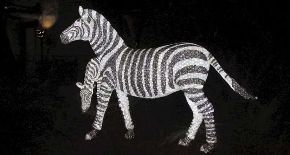 Busch gardens christmas town zebra