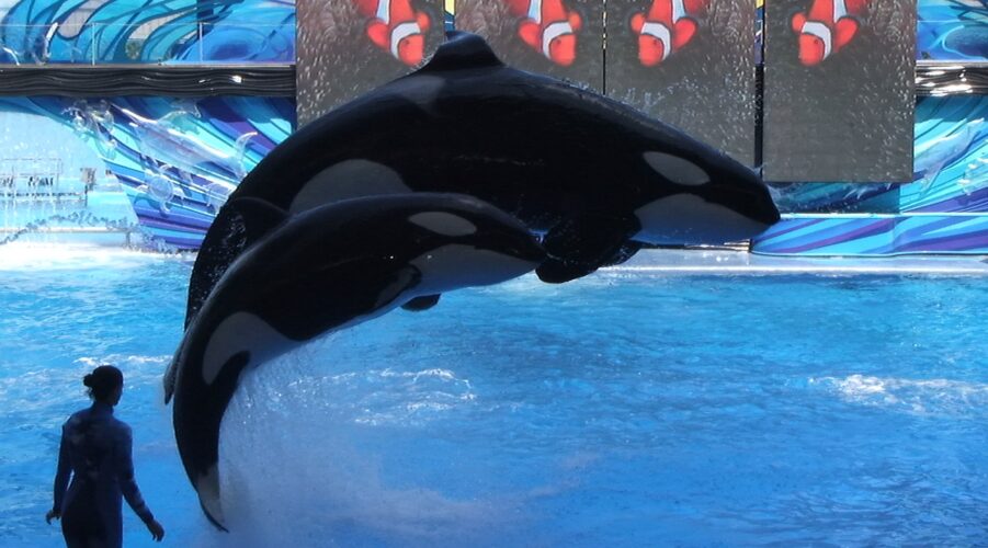 seaworld one ocean shamu