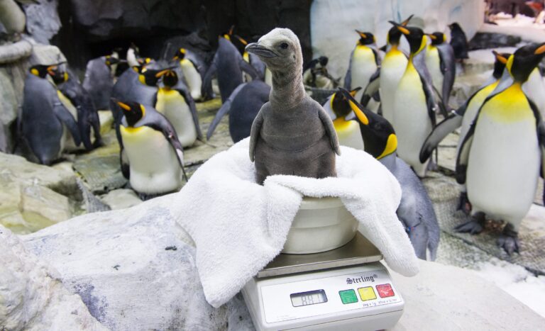 SeaWorld Orlando welcomes first penguin chick to Antarctica habitat