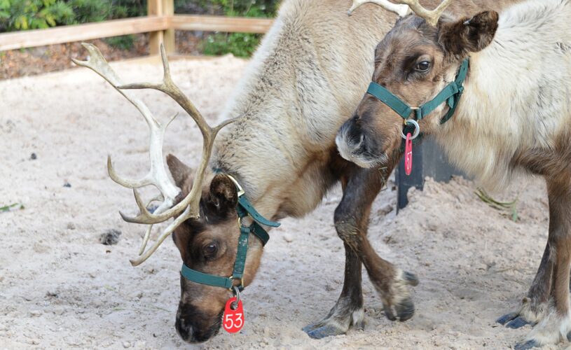 reindeer lowry park zoo