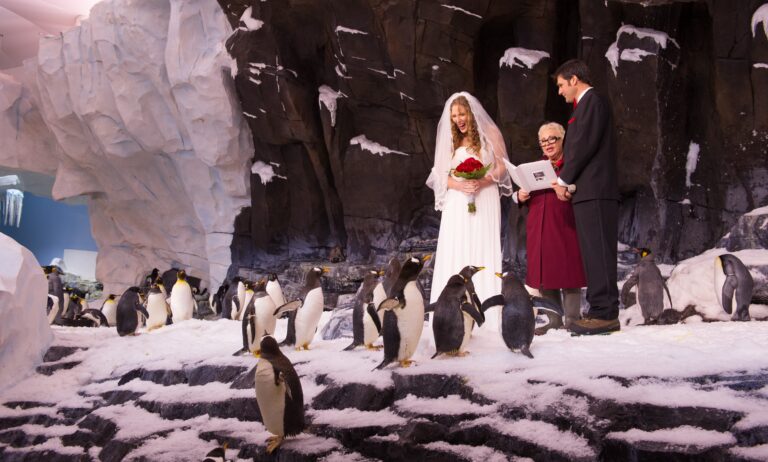 Couple weds inside Antarctica penguin environment at SeaWorld Orlando