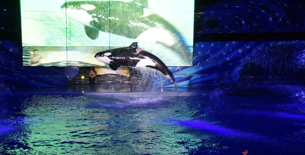 SeaWorld and Busch Gardens offering special savings on weekday tickets