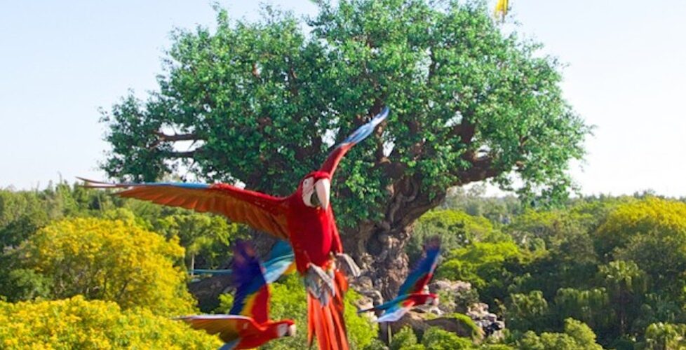 Winged Encounters at Animal Kingdom