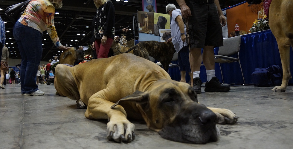 Celebrate Dogs convention returning to Orlando in December