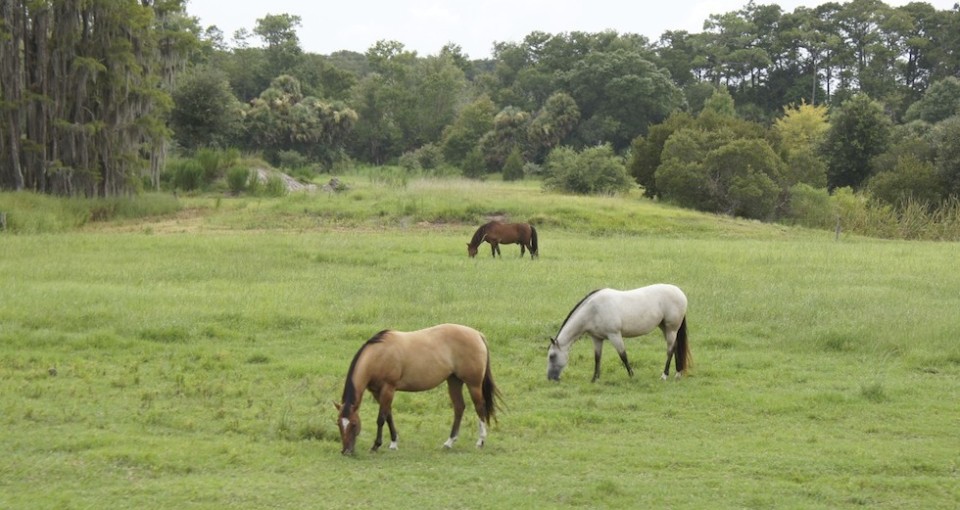 Horses at Florida Forever