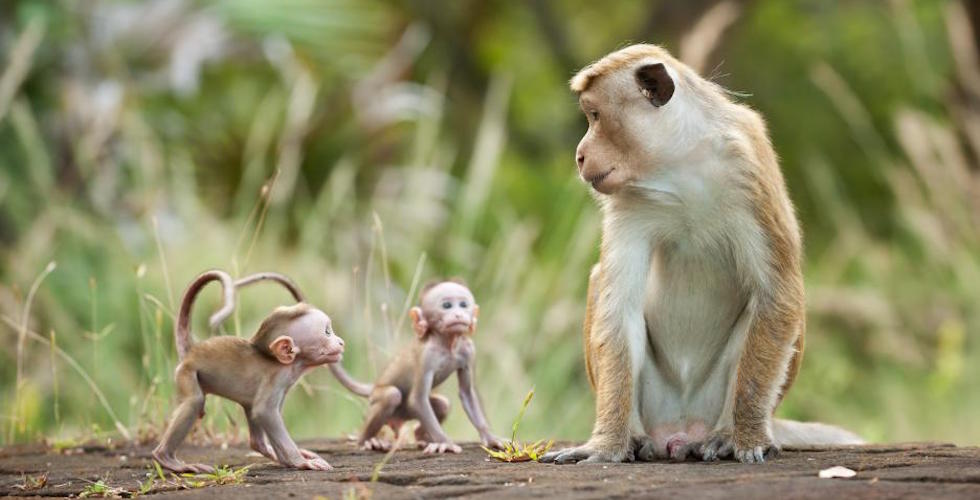 Movie Review: Disneynature’s ‘Monkey Kingdom’ is a cute family film worth seeing on the big screen