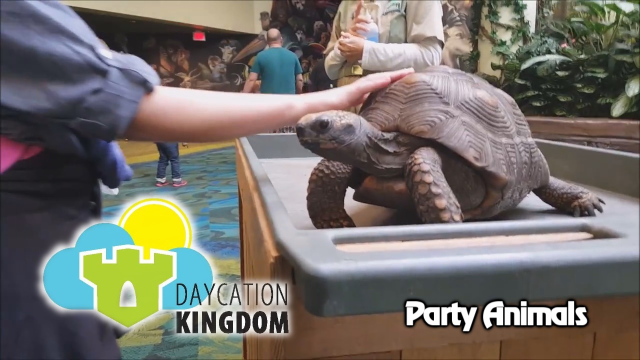 Daycation Kingdom – ‘Party Animals’ – Episode 20 – Jan. 25, 2016