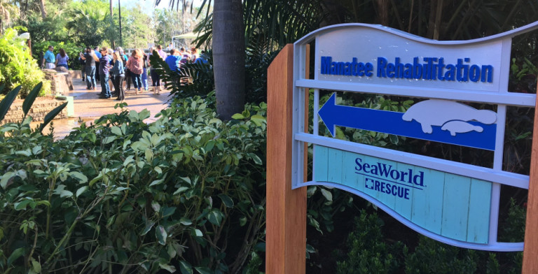 SeaWorld Orlando opens Manatee rehabilitation viewing area to guests