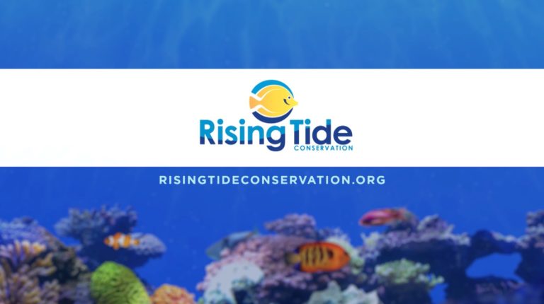 Rising Tide Conservation exhibit Busch Gardens Tampa