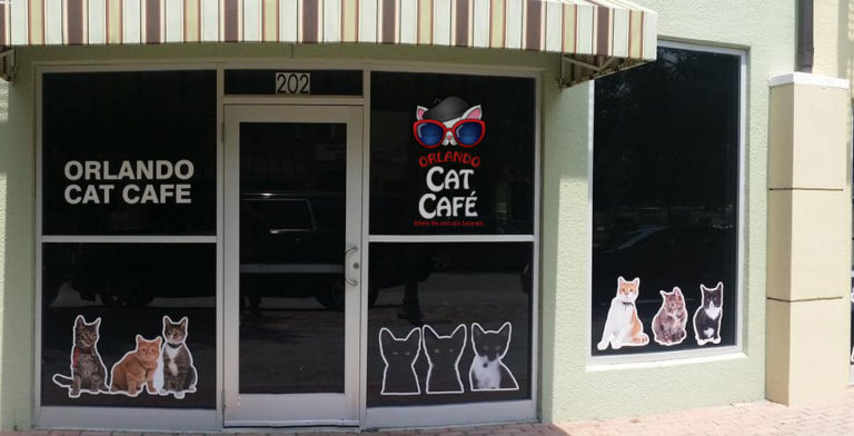 Orlando Cat Café now open in Clermont