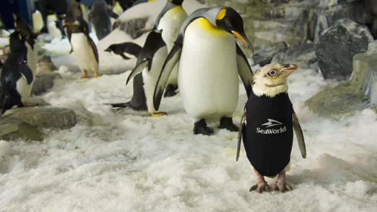 Penguin receives one-of-a-kind wetsuit at SeaWorld Orlando