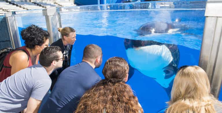 SeaWorld Orlando introduces new Killer Whale Up-Close Tour