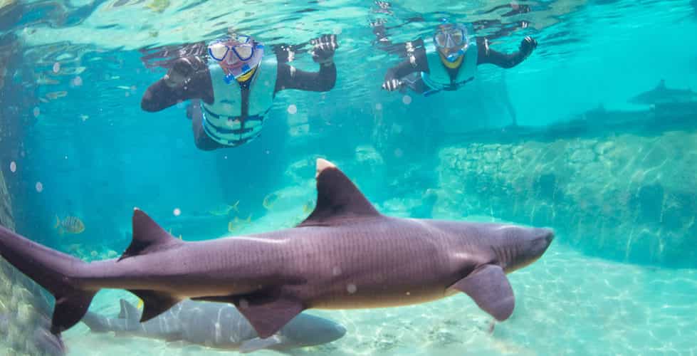 discovery cove