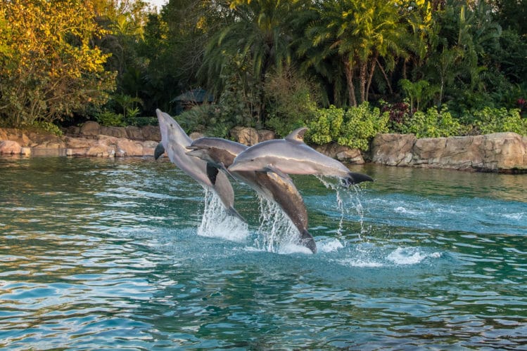 New Paradise Nights Offers Dinner And Dolphins At Discovery Cove