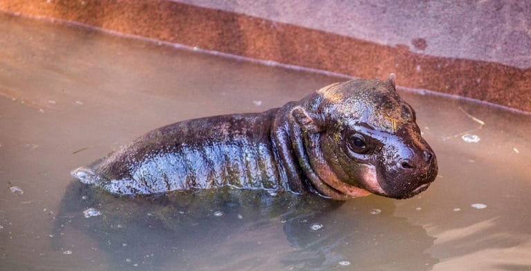 Visit cute pygmy hippo, Holly Berry, at Tampa’s Lowry Park Zoo