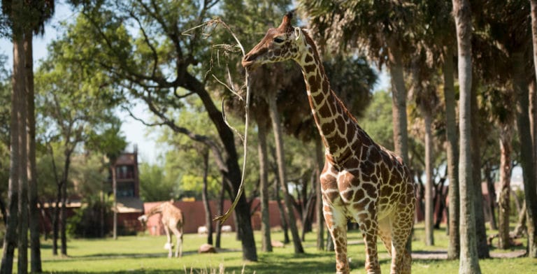 Walt Disney World testing a cashless resort stay at Animal Kingdom Lodge Jambo House