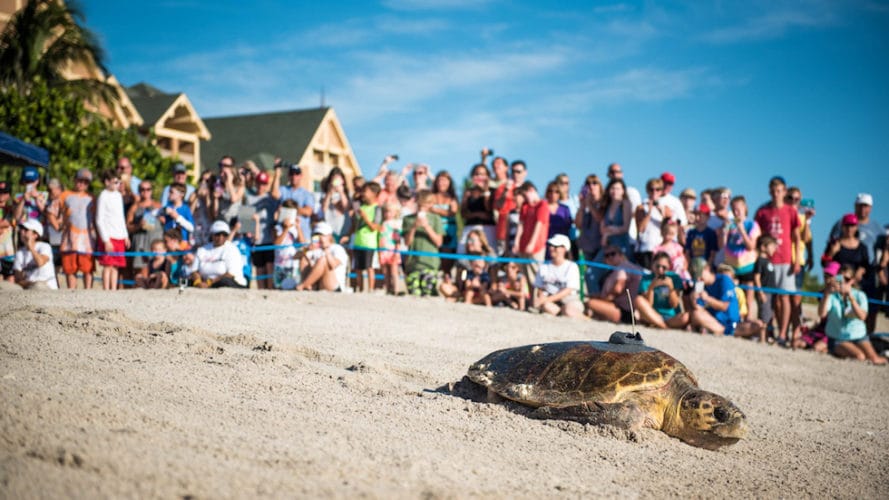 tour de turtles