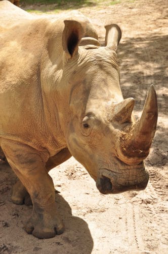 up close with rhinos