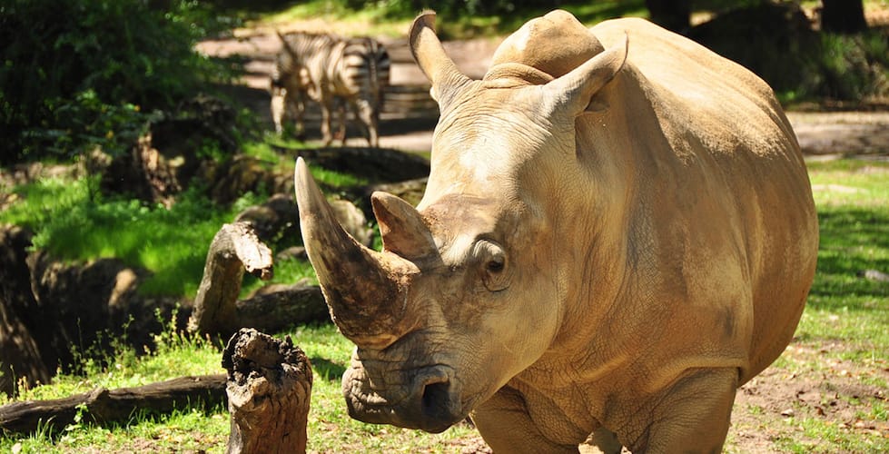 up close with rhinos