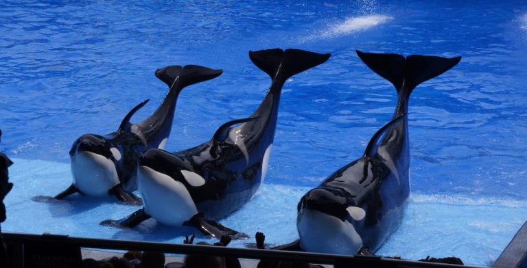 Kayla the killer whale passes away at SeaWorld Orlando