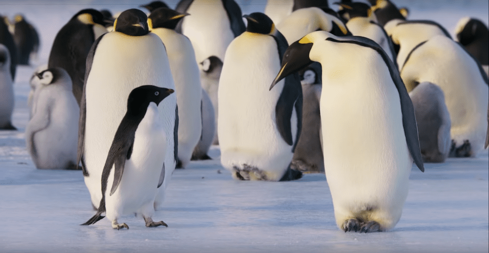 disneynature penguins
