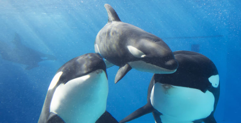 Inside Look returns to SeaWorld San Diego with focus on baby animals